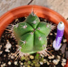 #EC265 EXACT Trichocereus Hybrid  Pachanoi Jessica X Pachanoi Kimnach Cactus Plant 6.5"