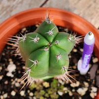 #EC265 EXACT Trichocereus Hybrid  Pachanoi Jessica X Pachanoi Kimnach Cactus Plant 6.5"