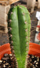 #EC265 EXACT Trichocereus Hybrid  Pachanoi Jessica X Pachanoi Kimnach Cactus Plant 6.5"