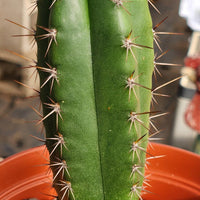 #EC265 EXACT Trichocereus Hybrid  Pachanoi Jessica X Pachanoi Kimnach Cactus Plant 6.5"