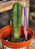 #EC265 EXACT Trichocereus Hybrid  Pachanoi Jessica X Pachanoi Kimnach Cactus Plant 6.5"