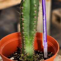 #EC265 EXACT Trichocereus Hybrid  Pachanoi Jessica X Pachanoi Kimnach Cactus Plant 6.5"