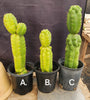 #EC267 EXACT Trichocereus Pachanoi Monstrose  TPM Cactus Cuttings & Potted