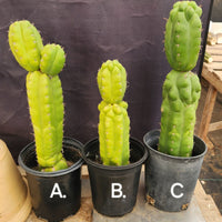 #EC267 EXACT Trichocereus Pachanoi Monstrose  TPM Cactus Cuttings & Potted