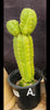 #EC267 EXACT Trichocereus Pachanoi Monstrose  TPM Cactus Cuttings & Potted