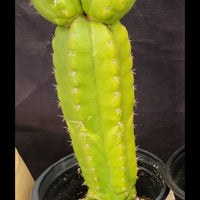 #EC267 EXACT Trichocereus Pachanoi Monstrose  TPM Cactus Cuttings & Potted