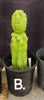 #EC267 EXACT Trichocereus Pachanoi Monstrose  TPM Cactus Cuttings & Potted