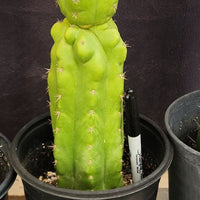 #EC267 EXACT Trichocereus Pachanoi Monstrose  TPM Cactus Cuttings & Potted