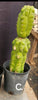 #EC267 EXACT Trichocereus Pachanoi Monstrose  TPM Cactus Cuttings & Potted