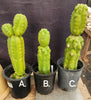 #EC267 EXACT Trichocereus Pachanoi Monstrose  TPM Cactus Cuttings & Potted