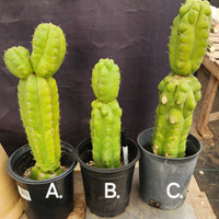 #EC267 EXACT Trichocereus Pachanoi Monstrose  TPM Cactus Cuttings & Potted