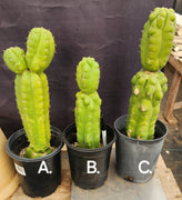 #EC267 EXACT Trichocereus Pachanoi Monstrose  TPM Cactus Cuttings & Potted