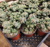 #EC269 EXACT Cereus Forbesii Monstrose Ming Thing 4" Cactus Plant