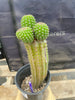 #EC270 EXACT Trichocereus Brevispinulosus Indian Comb 13” Cactus Plant