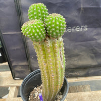 #EC270 EXACT Trichocereus Brevispinulosus Indian Comb 13” Cactus Plant