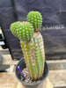 #EC270 EXACT Trichocereus Brevispinulosus Indian Comb 13” Cactus Plant