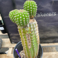 #EC270 EXACT Trichocereus Brevispinulosus Indian Comb 13” Cactus Plant