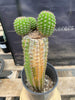 #EC270 EXACT Trichocereus Brevispinulosus Indian Comb 13” Cactus Plant