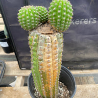 #EC270 EXACT Trichocereus Brevispinulosus Indian Comb 13” Cactus Plant