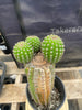 #EC270 EXACT Trichocereus Brevispinulosus Indian Comb 13” Cactus Plant