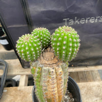 #EC270 EXACT Trichocereus Brevispinulosus Indian Comb 13” Cactus Plant