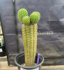 #EC270 EXACT Trichocereus Brevispinulosus Indian Comb 13” Cactus Plant