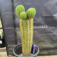 #EC270 EXACT Trichocereus Brevispinulosus Indian Comb 13” Cactus Plant