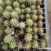 #EC271 EXACT Trichocereus Peruvianus Icaros OP Seedling Cactus Plant 3-4"