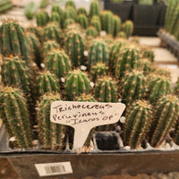 #EC271 EXACT Trichocereus Peruvianus Icaros OP Seedling Cactus Plant 3-4"