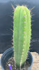 #EC278 EXACT Trichocereus Hybrid Huarazensis X Pachanoi Monstrose TPM Cactus Plant 13”