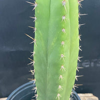 #EC278 EXACT Trichocereus Hybrid Huarazensis X Pachanoi Monstrose TPM Cactus Plant 13”