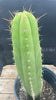 #EC278 EXACT Trichocereus Hybrid Huarazensis X Pachanoi Monstrose TPM Cactus Plant 13”