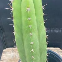 #EC278 EXACT Trichocereus Hybrid Huarazensis X Pachanoi Monstrose TPM Cactus Plant 13”