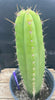 #EC278 EXACT Trichocereus Hybrid Huarazensis X Pachanoi Monstrose TPM Cactus Plant 13”