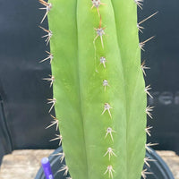 #EC278 EXACT Trichocereus Hybrid Huarazensis X Pachanoi Monstrose TPM Cactus Plant 13”