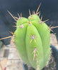 #EC278 EXACT Trichocereus Hybrid Huarazensis X Pachanoi Monstrose TPM Cactus Plant 13”