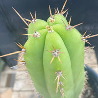 #EC278 EXACT Trichocereus Hybrid Huarazensis X Pachanoi Monstrose TPM Cactus Plant 13”