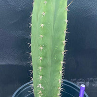 #EC278 EXACT Trichocereus Hybrid Huarazensis X Pachanoi Monstrose TPM Cactus Plant 13”