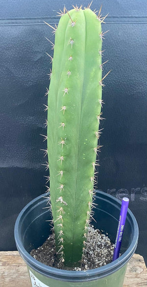 #EC278 EXACT Trichocereus Hybrid Huarazensis X Pachanoi Monstrose TPM Cactus Plant 13”