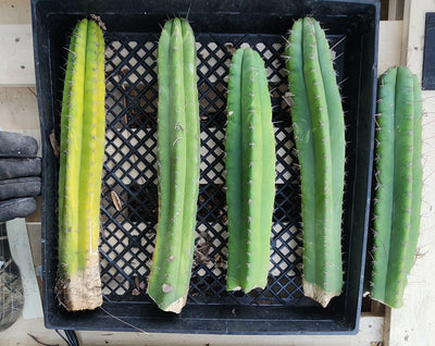 #EC281 EXACT Trichocereus Pachanoi Cactus Plant NOT-PC Grafting Bargain Cuttings Lot