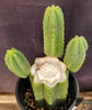 #EC282 EXACT Trichocereus Pachanoi Cactus 11" Plant 