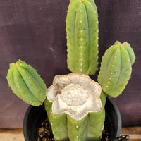 #EC282 EXACT Trichocereus Pachanoi Cactus 11" Plant 