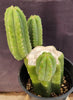 #EC282 EXACT Trichocereus Pachanoi Cactus 11" Plant 