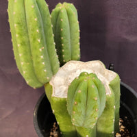 #EC282 EXACT Trichocereus Pachanoi Cactus 11" Plant 