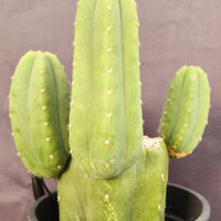 #EC282 EXACT Trichocereus Pachanoi Cactus 11" Plant 