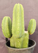 #EC282 EXACT Trichocereus Pachanoi Cactus 11" Plant 