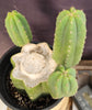 #EC282 EXACT Trichocereus Pachanoi Cactus 11" Plant 