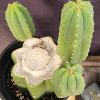 #EC282 EXACT Trichocereus Pachanoi Cactus 11" Plant 