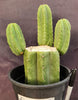 #EC282 EXACT Trichocereus Pachanoi Cactus 11" Plant 