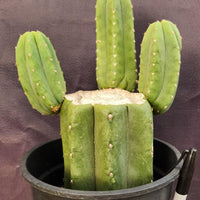 #EC282 EXACT Trichocereus Pachanoi Cactus 11" Plant 